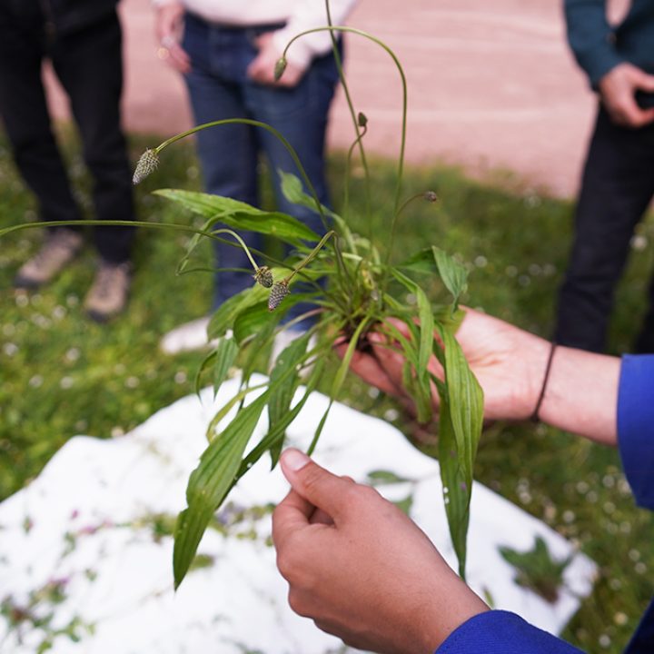 cueillette de plantes identifi&eacute;es