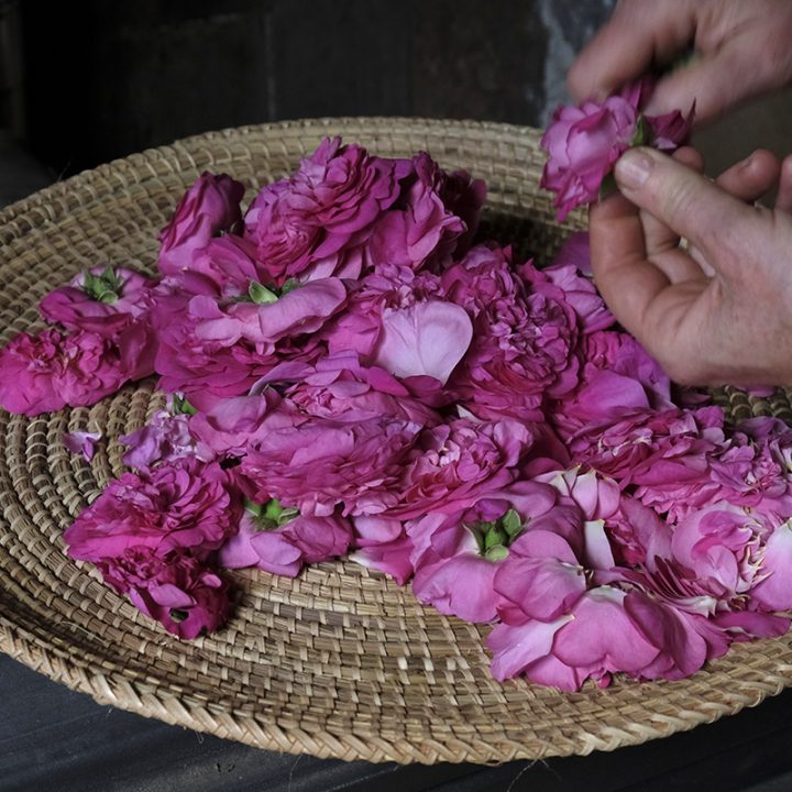 p&eacute;tales de rose, pr&eacute;paration pour le s&eacute;chage / avec Elvire Bourgeois, herboriste &agrave; Pouilly-sur-Loire.